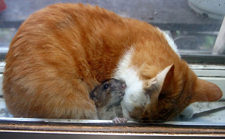 Cat And Mouse Friends