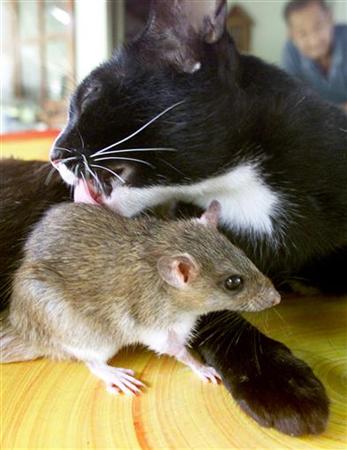 Cat And Mouse Friends Around The World